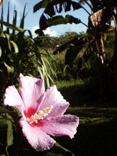 Hibiskus im Kitecamp